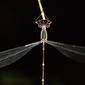 Southern Whitetip Dragonfly